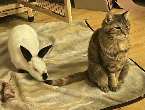 White bunny with black ears, nose, and paws sniffing the tail of a short haired cat. 