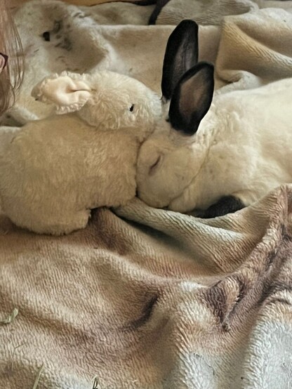 White bunny with black ears and paws snuggling with a stuffed animal white bunny. 