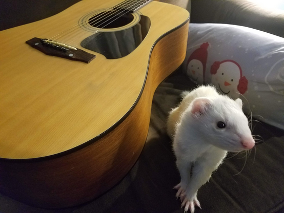 Trixie, a little white ferret, on a brown sofa with an acoustic guitar.