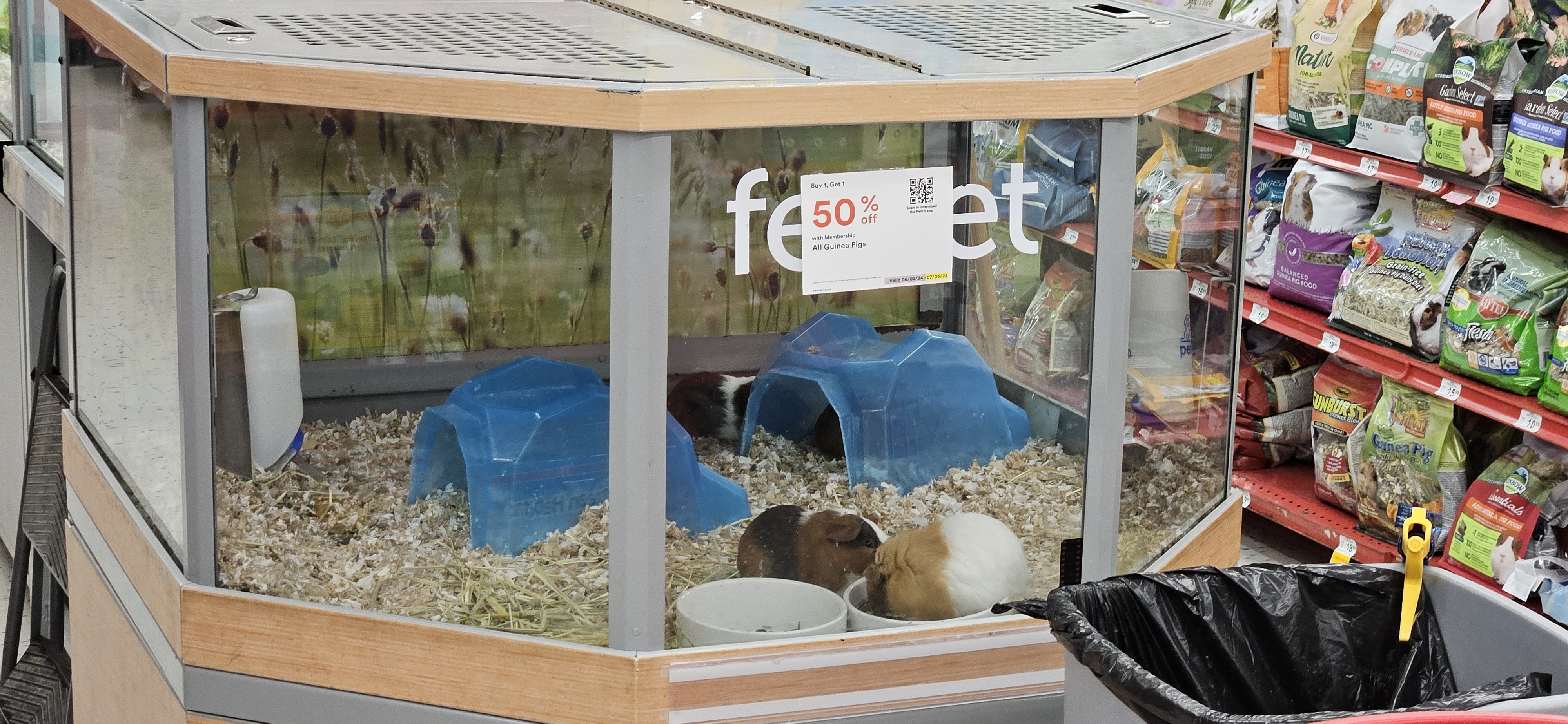 5 guinea pigs in the PetCo ferret cage. There's a Buy One, Get One 50% off sticker over the FERRET label.