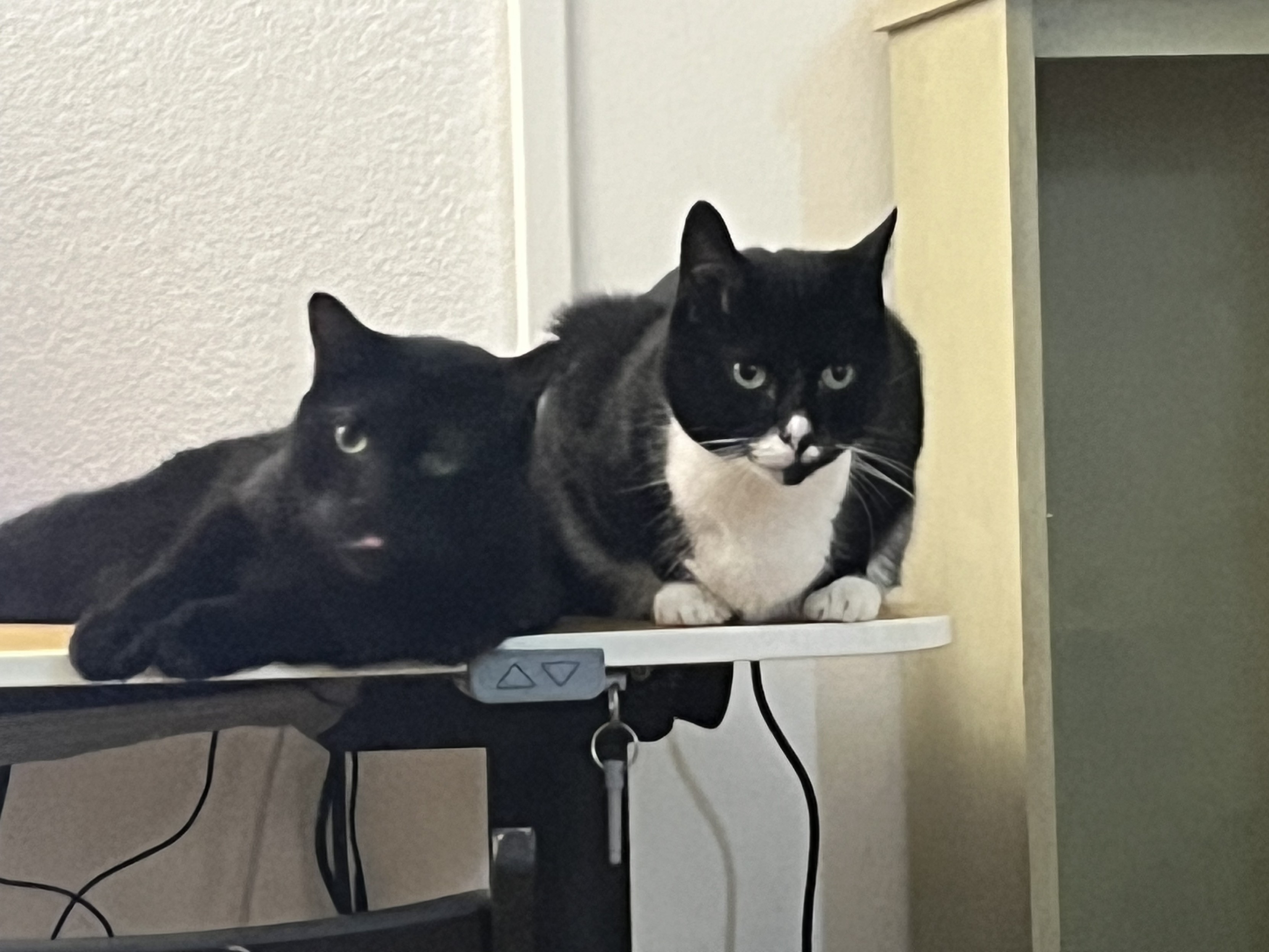 Two cats, foster brothers, lying next to each other in a fleeting moment of comity.   

On the left is Enkidu, a black cat.  He’s sticking his tongue out a little.  A blep, if you will.  

On the right is Ozymandias, a tuxedo cat with white whiskers.   He’s staring pensively off into the middle distance.   