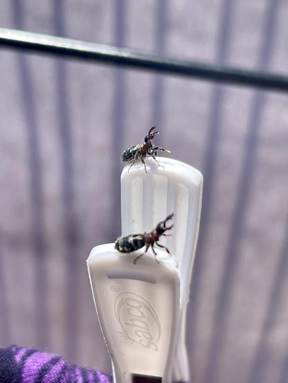 Two insects, ants perhaps, perch on the grip ends of a plastic clothes peg, on opposite grips, but parallel and both facing to the right. Their backs are arched so they face upwards, and their mandibles are open wide.