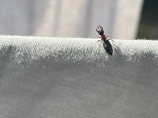 A closeup photo of a female flower wasp sitting in the sun atop a very pale khaki fitted sheet, itself on a clothes line. The wasp has no wings; its mandibles are spread wide and its antennae jut directly forward from its head.