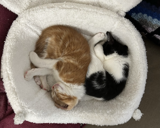 Orange kitten on the left & black & white kitten on the right sleeping in a cat bed.