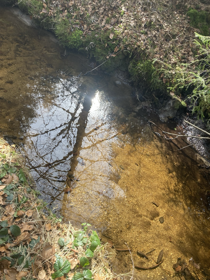 Sun reflecting off a rivulet‘s ground