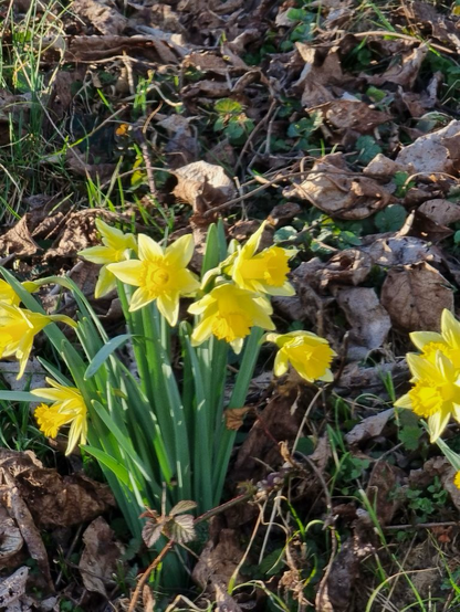 Daphodils