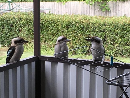 Kookaburras (birds) are on a balcony. There's three of them demanding snacks.