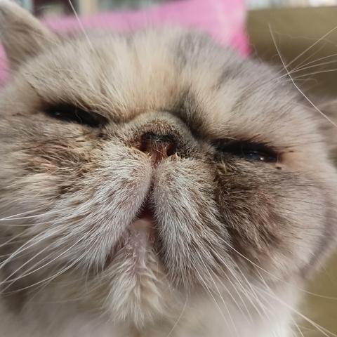 Close up of an exotic shorthair cat's face named turtle