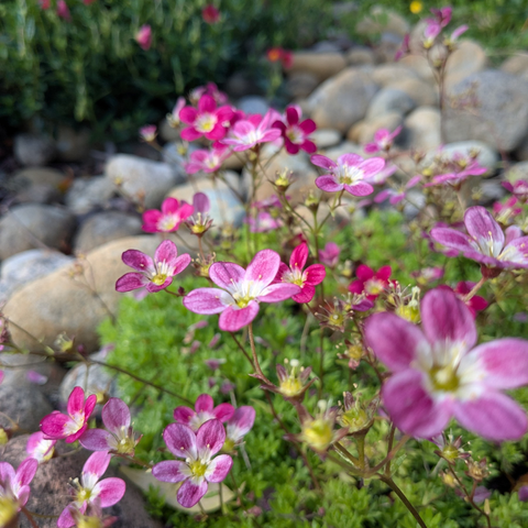 A photograph of flowers.  Foreground, a modest carpet of saxifrages, pinkish 5-petaled flowers on slender stems above a layer of fringed leathery rosette leaves.  Background, blurry, a helicanthus/sunrose colony that's threatening to take over the entire rock garden.