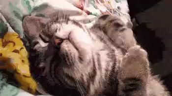 A striped grey cat sleeping upside down on a soft surface.  Its folded-over front paws are twitching heavily, suggesting that the cat is intensely dreaming. (Alt text by @pteryx@dice.camp—thank you!)