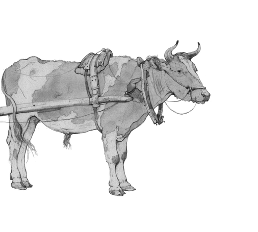 A bull, hooked up to a harness