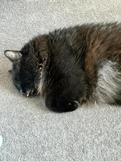 A big, fluffy, black cat asleep on pale-coloured carpet, a sliver of pink tongue protruding from his mouth, and his forepaws curled. Parts of his back and neck fur have reddened with sun exposure, and his tummy fur’s slowly turning white as he ages.