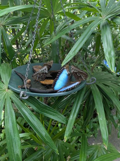 Butterflies on a feeding dish of bananas.