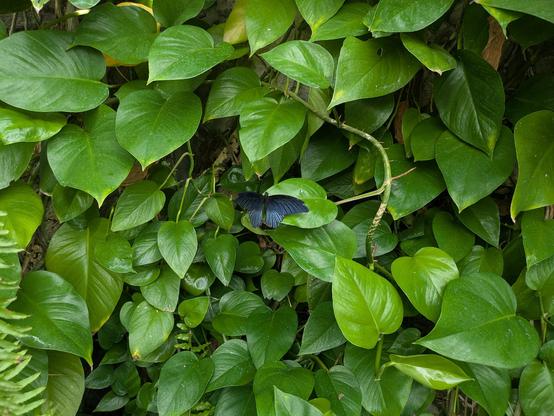 A dark gray-blue butterfly in heavy foliage
