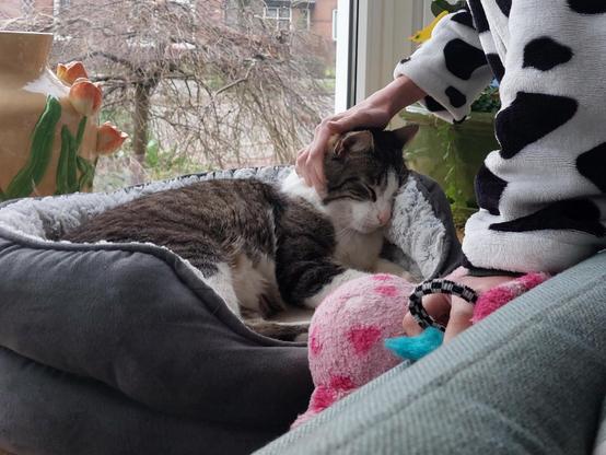 As it says in the toot, and brother spinner is lying in the cat bed in the window sill while the eldest small human is leaning over the backside of the sofa while wearing a Dalmatian print fleece jacket and holding a fluffy toy that looks absolutely knackered from having been loved so much.