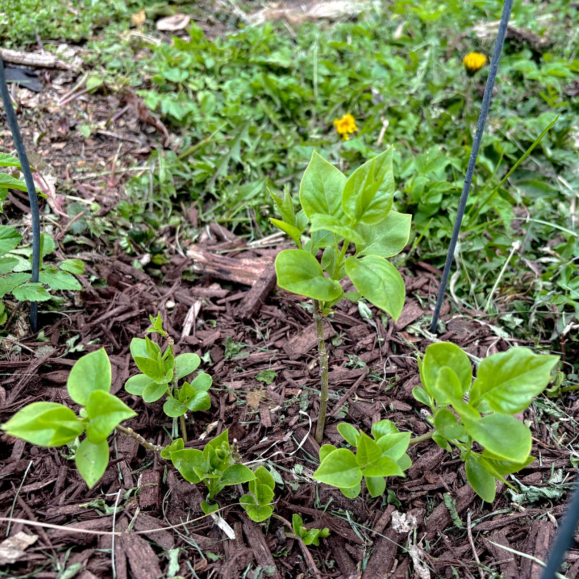 Close up shot of two tiny little twigs with little bunches of lilac leaves poking out of a patch of brown mulch.

One twige is branching into two close to the ground with lots of little leaf clusters. And the other is a bit shorter but with more offshoots close to the ground making it look a bit bushier inclined.