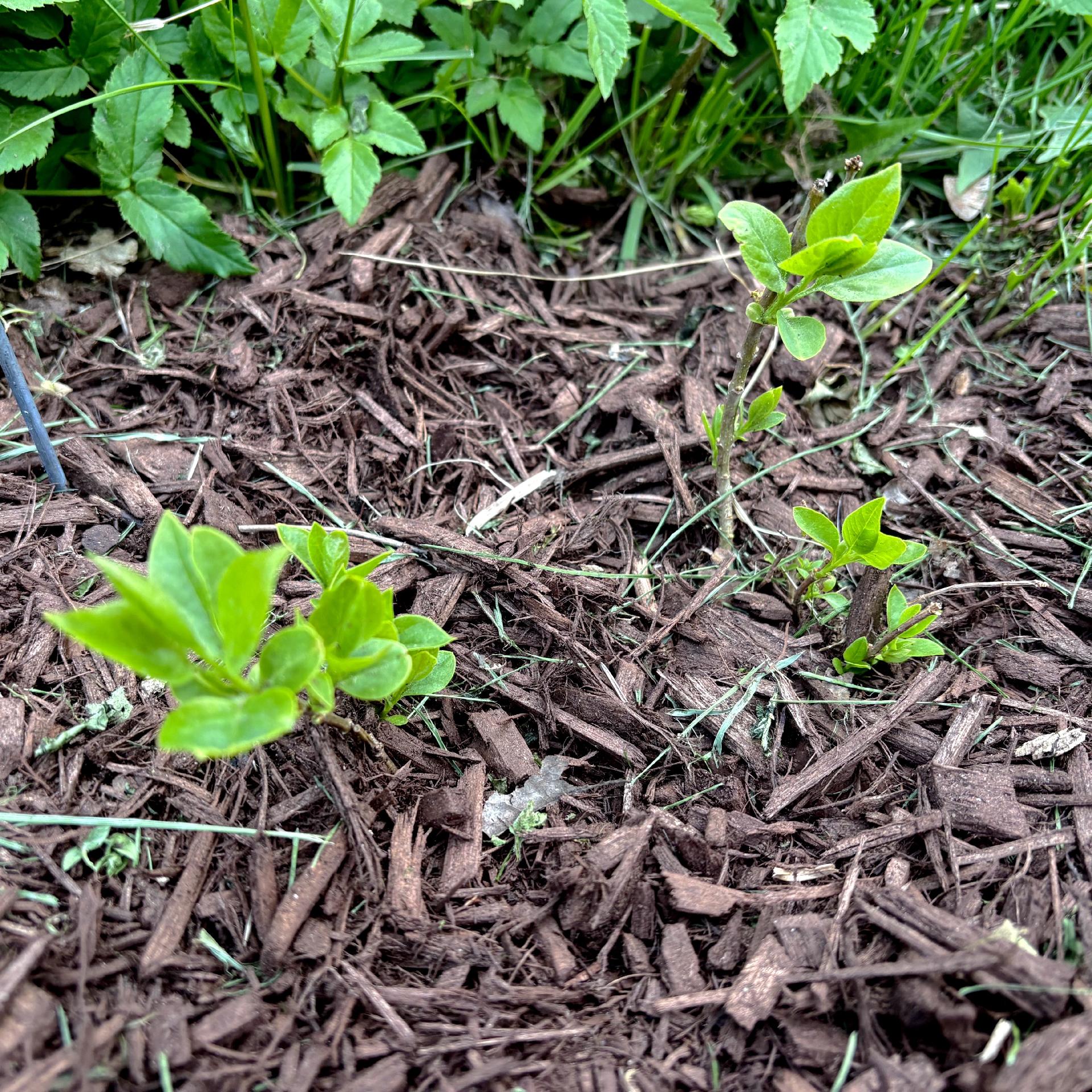 Close up shot of three tiny little twigs with little bunches of lilac leaves poking out of a patch of brown mulch.

Two are rather short but nicely leafed, and the other is a bit longer with most of it’s leaves towards the end