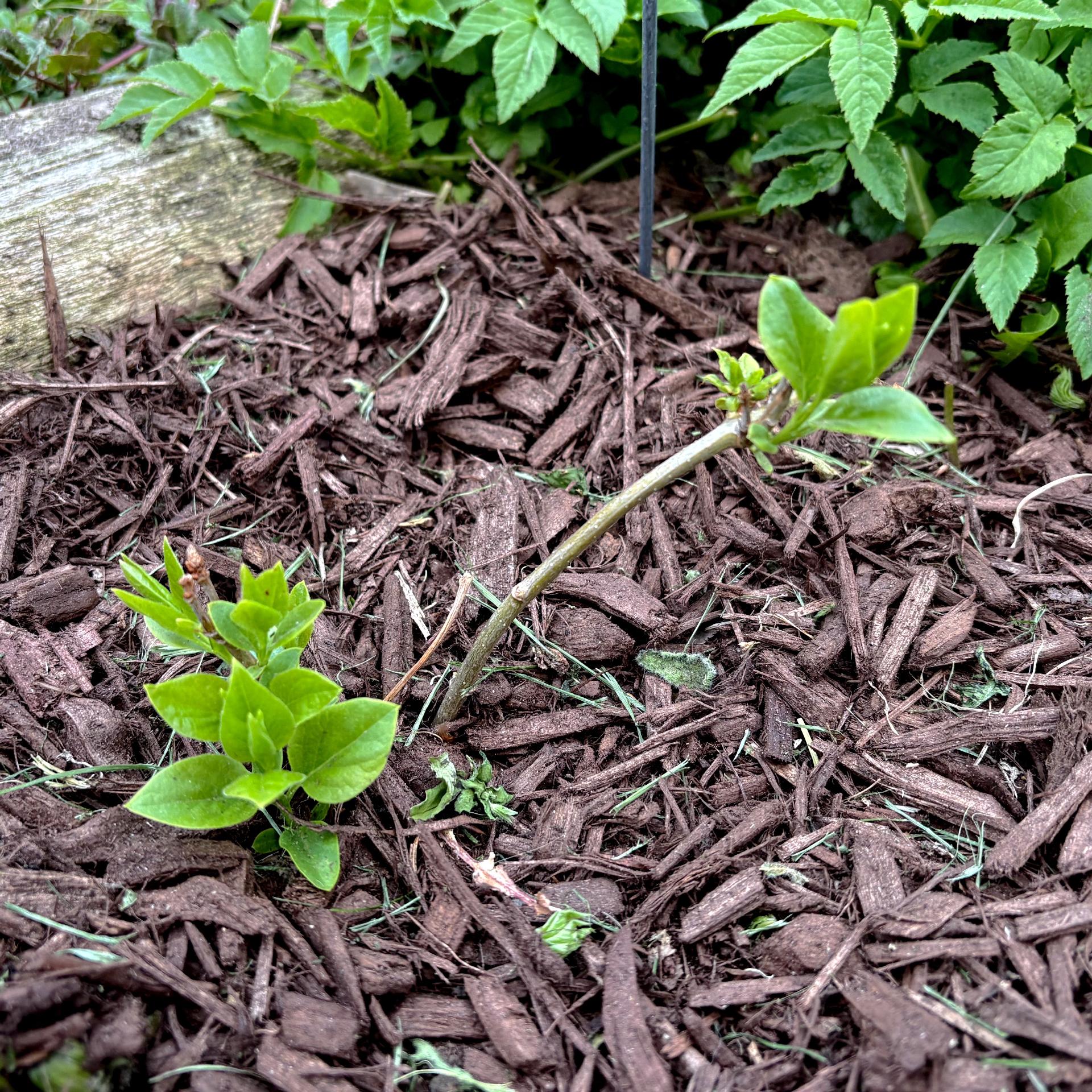 Close up shot of two tiny little twigs with little bunches of lilac leaves poking out of a patch of brown mulch.

One is shorter but ‘bushy-er” and the other is longer and slightly curved over and is sparsly leaved, mostly towards the end