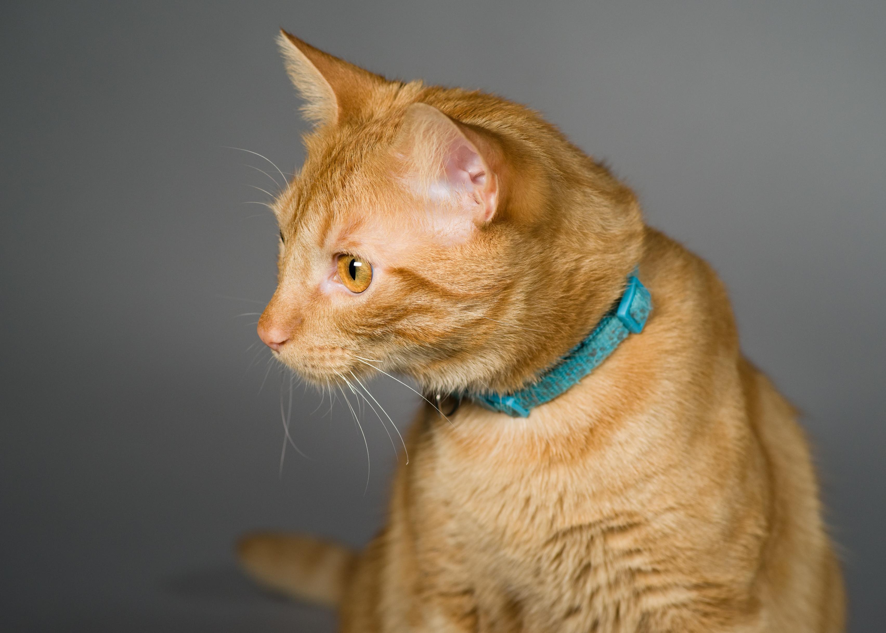 An orange tabby with dark golden eyes sits in front of a gray backdrop.