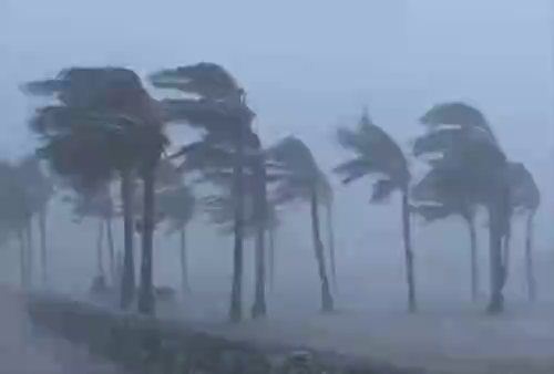 A short animated loop of palm trees blown in a hurricane.