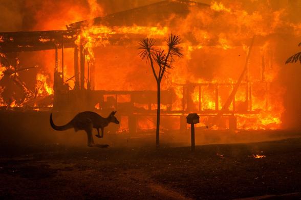 A kangaroo hops past the gutted remains of a house, silhouetted against the intense flames.