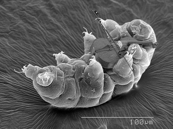 A photoshopped electron micrograph of a tardigrade (AKA water bear) playing the world’s smallest violin.