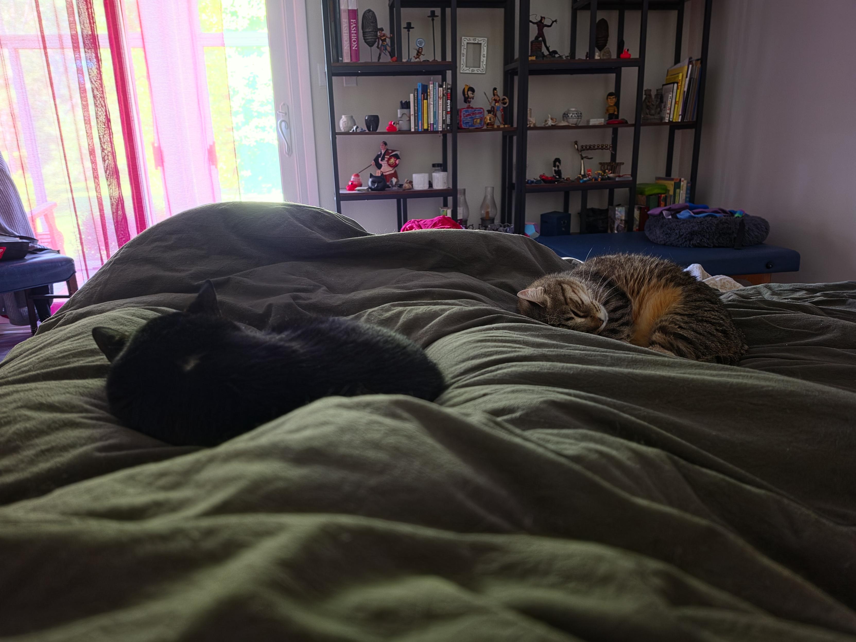Two cats sleeping on my bed. One between my legs alone against a leg. Yeah, the black cat has a bald patch between her shoulder blades.