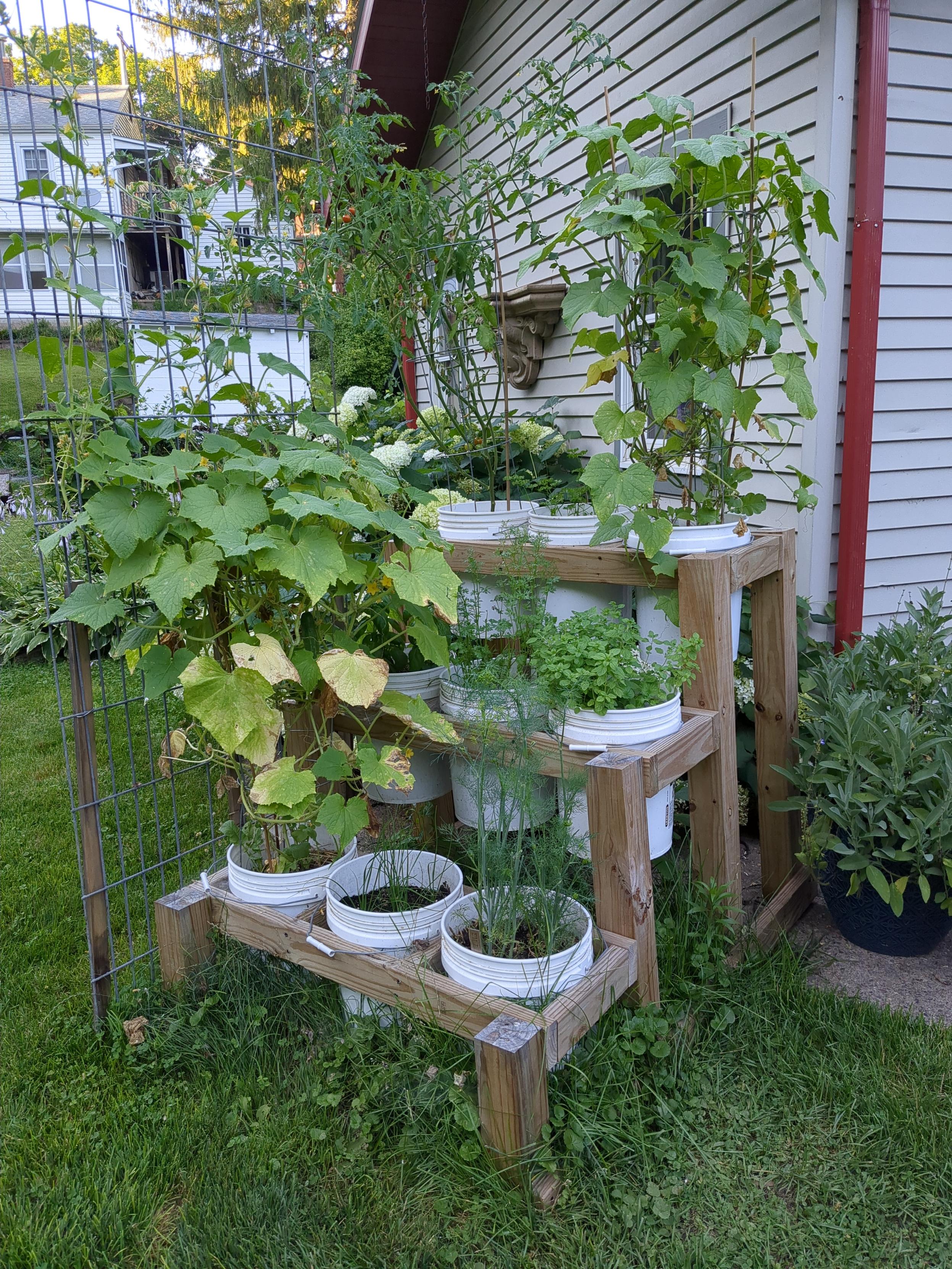 A bucket garden of herbs, cucumbers and tomatoes. The buckets are in a stepped DIY wood frame.