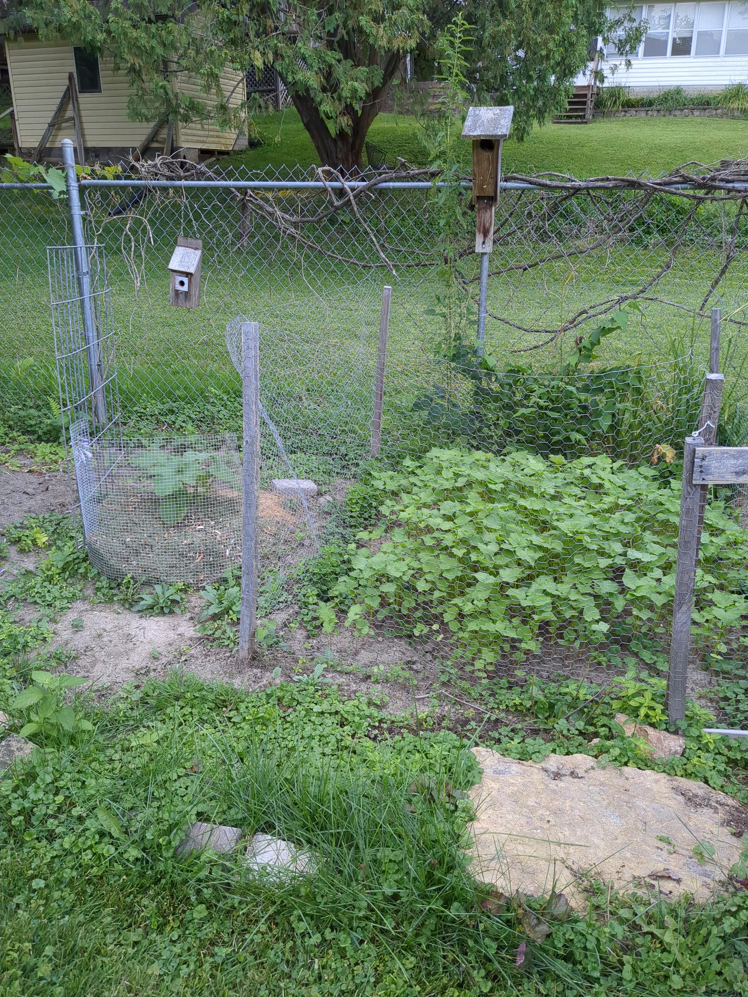 Within my fenced greens garden, a cover crop of buckwheat is growing. To the side of that area is a single pumpkin plant growing.