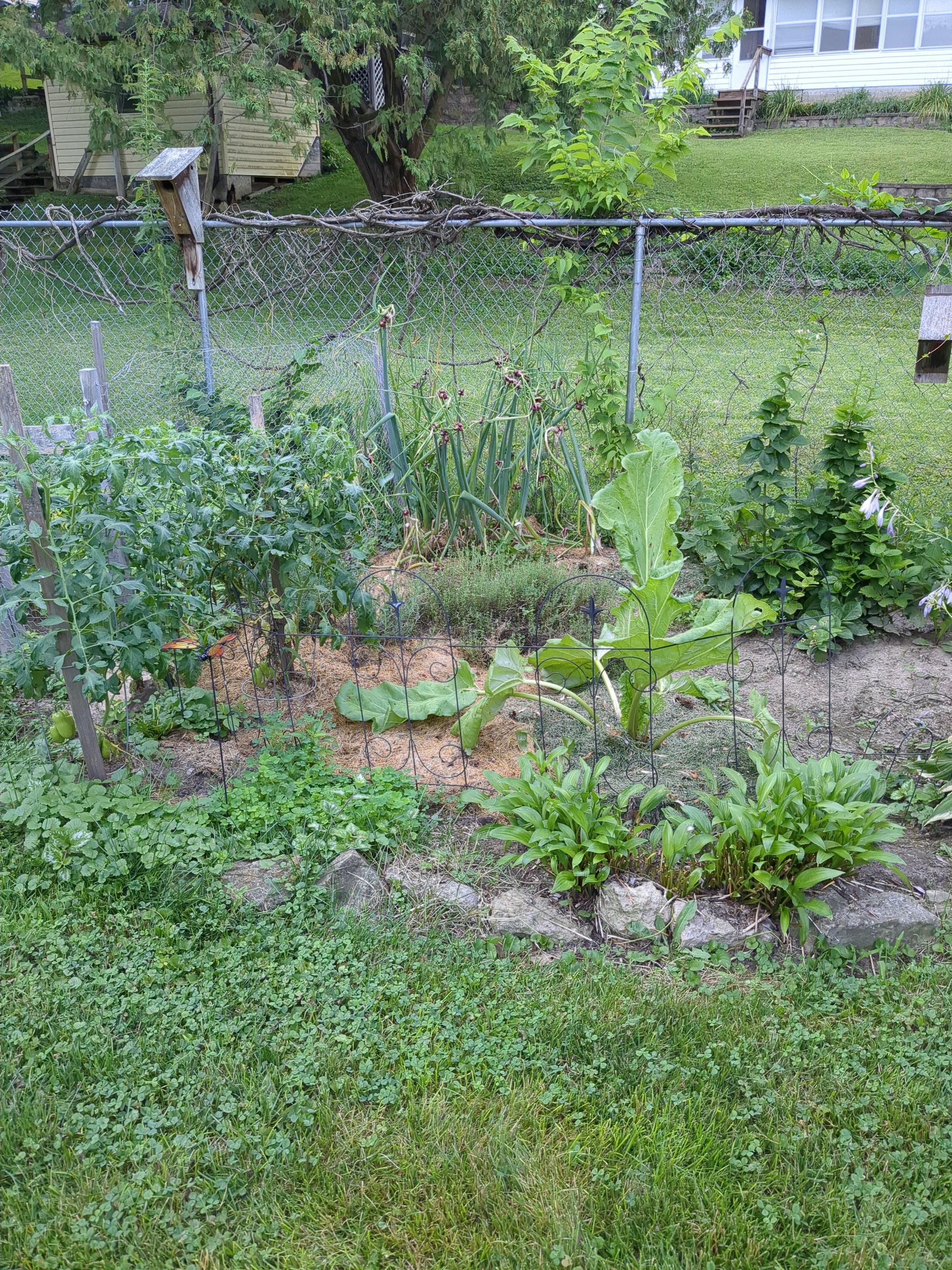 Tomatoes, lavender, thyme, Egyptian walking onions, rhubarb and dwarf blackberry plants.