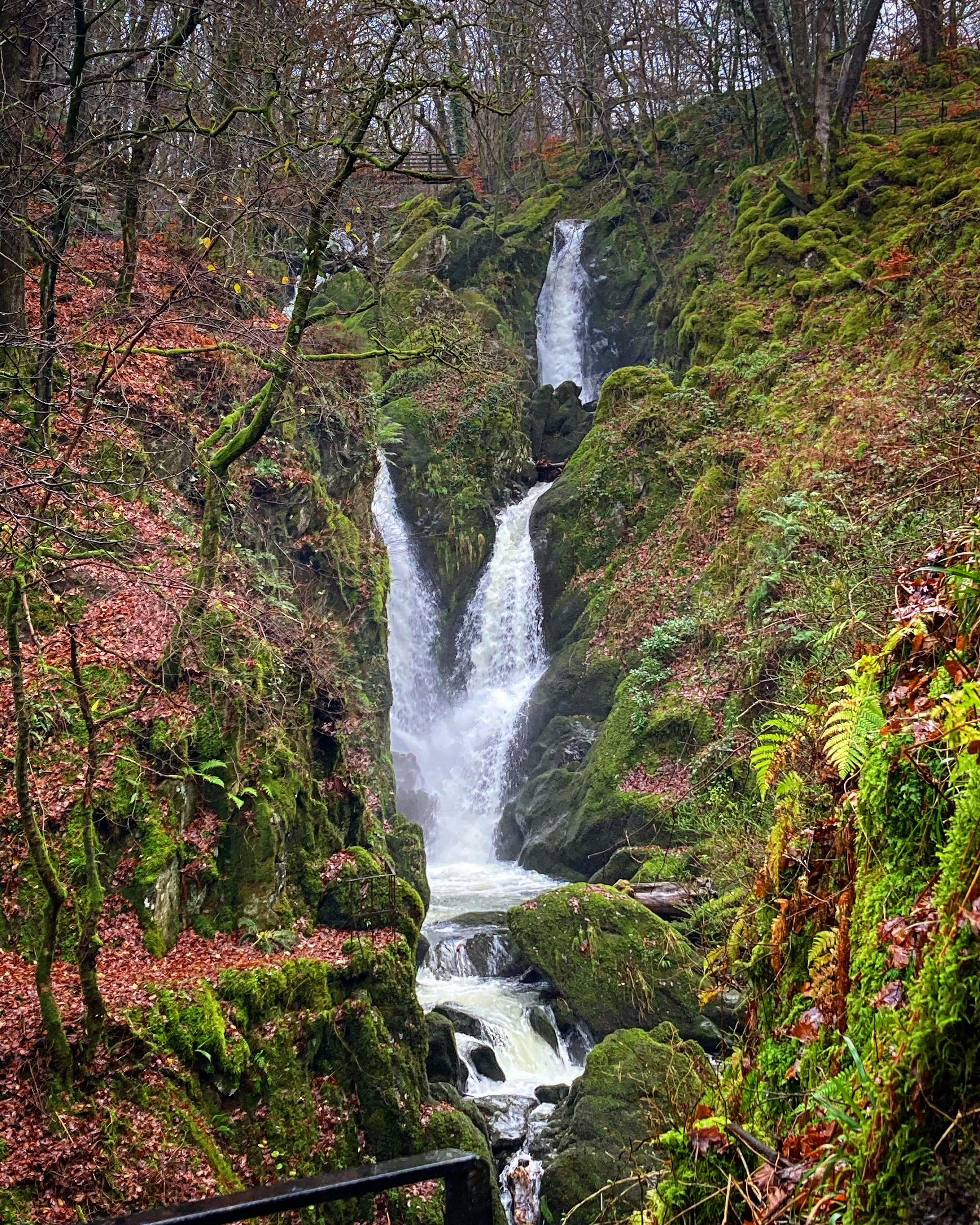 A small waterfall cascading down moss-covered rocks in a lush forest with trees and ferns, surrounded by autumn leaves.