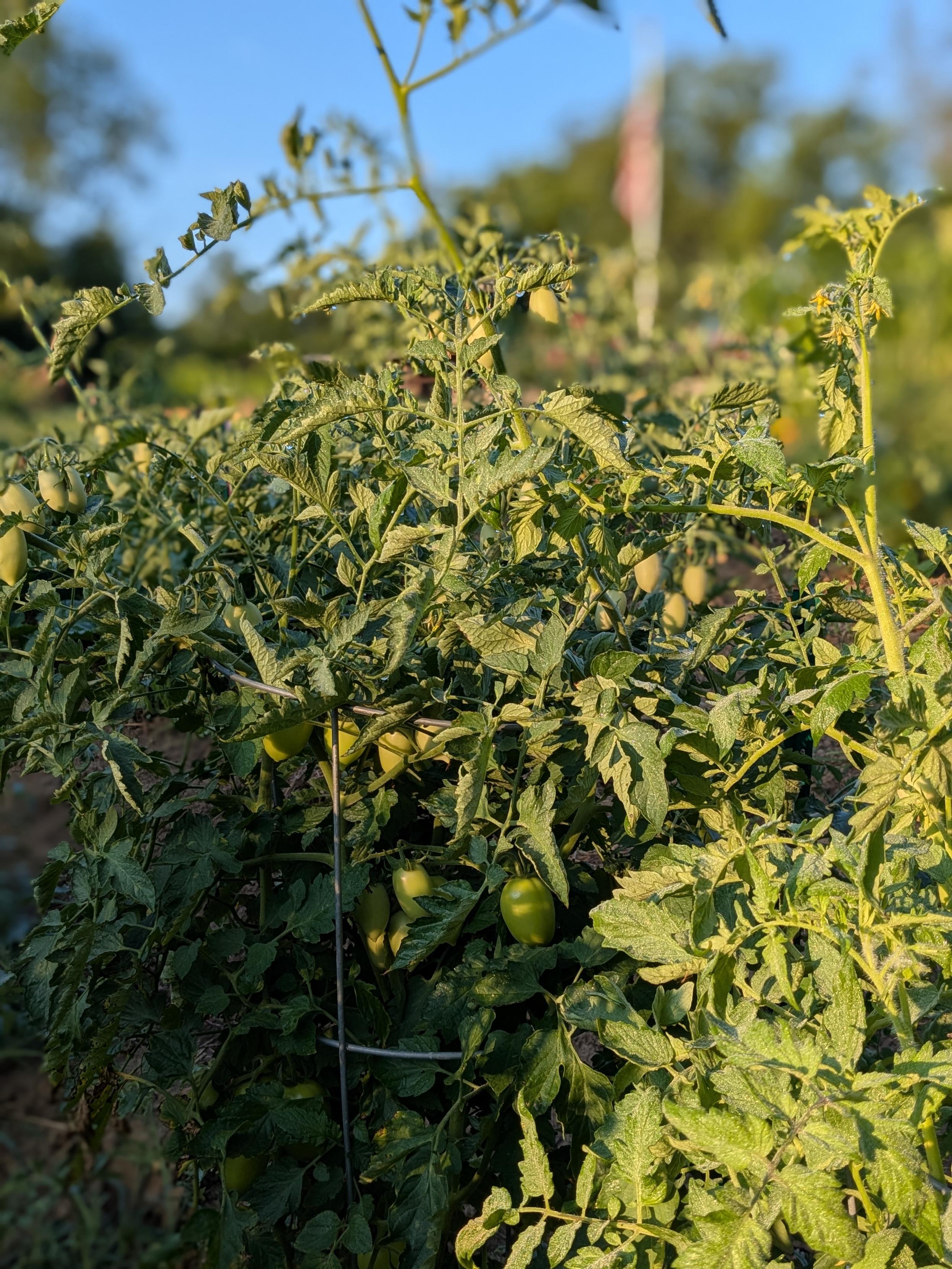 Many green Roma tomato fruits hang on a tomato plant.