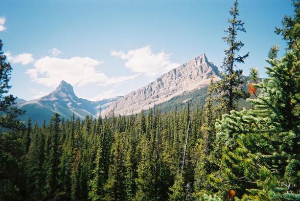 A landscape photo of the Rocky Mountains, showing unbroken conifer forest in the foreground, yielding to bare, rocky sierras at the horizon.