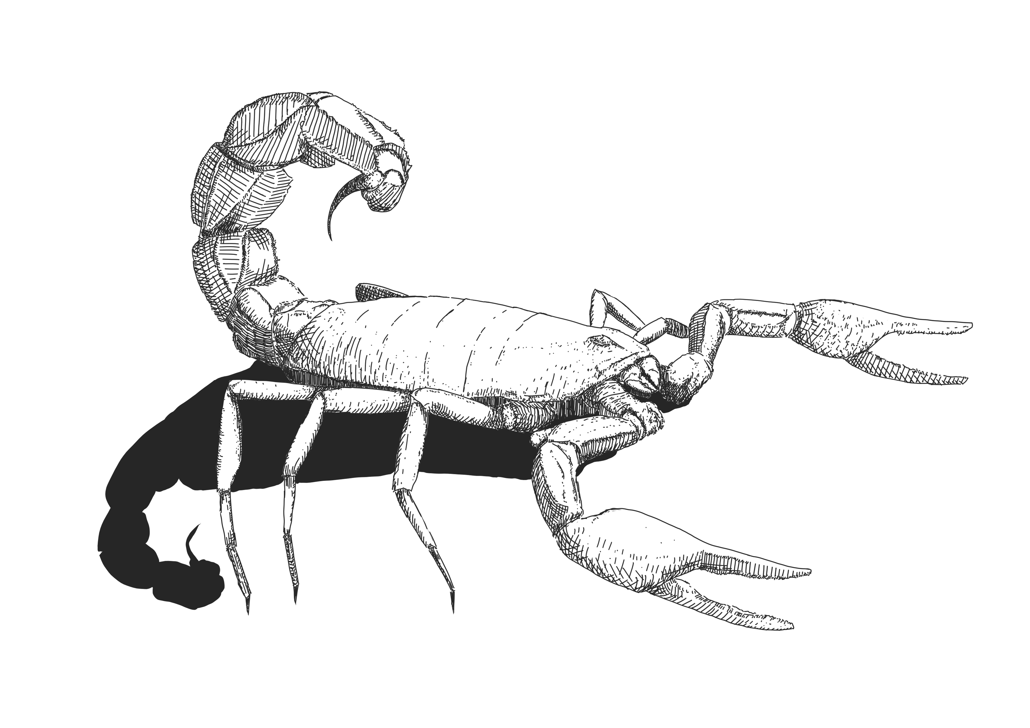 Illustration of a scorpion