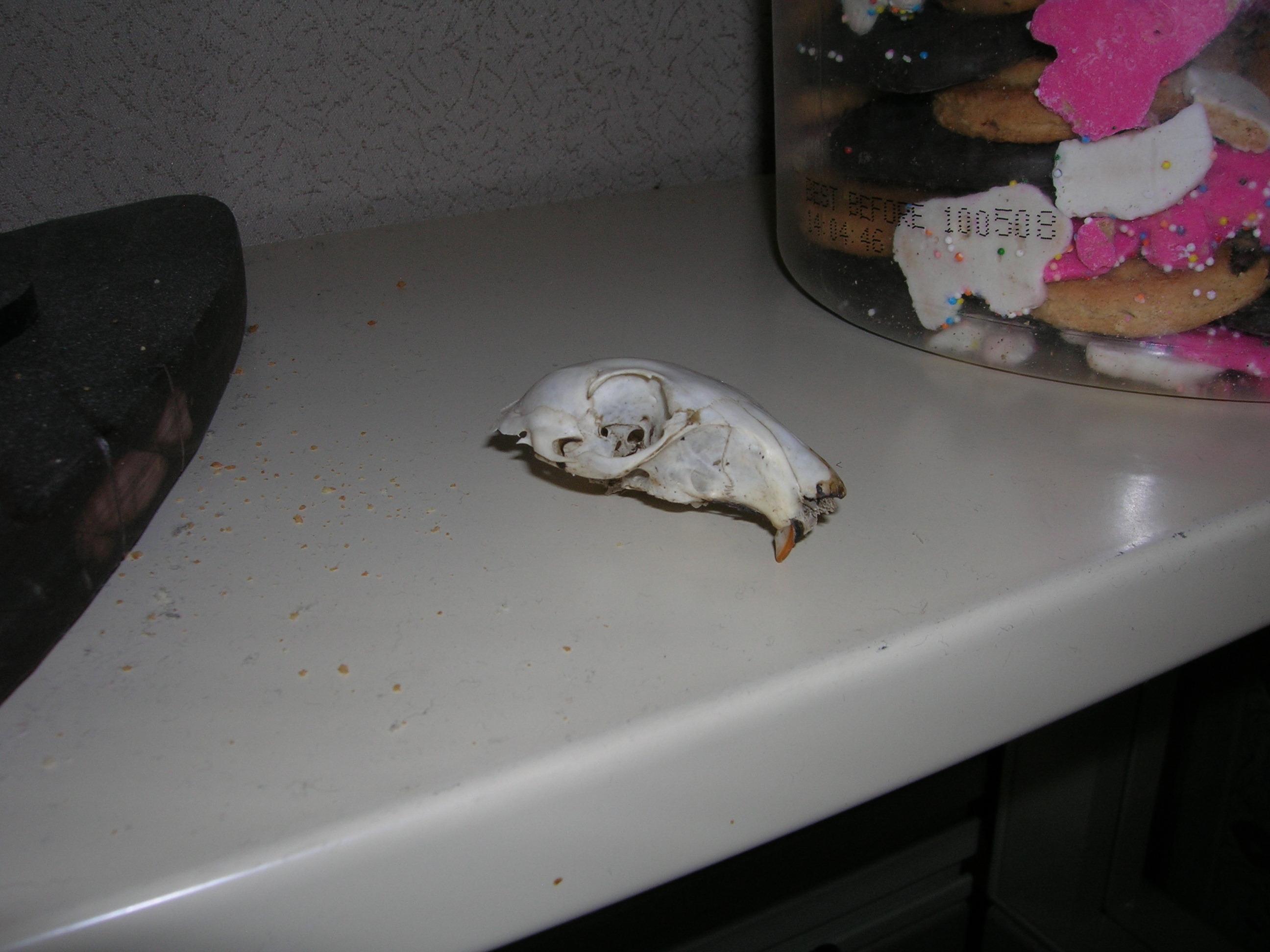Animal skull on a cubicle shelf