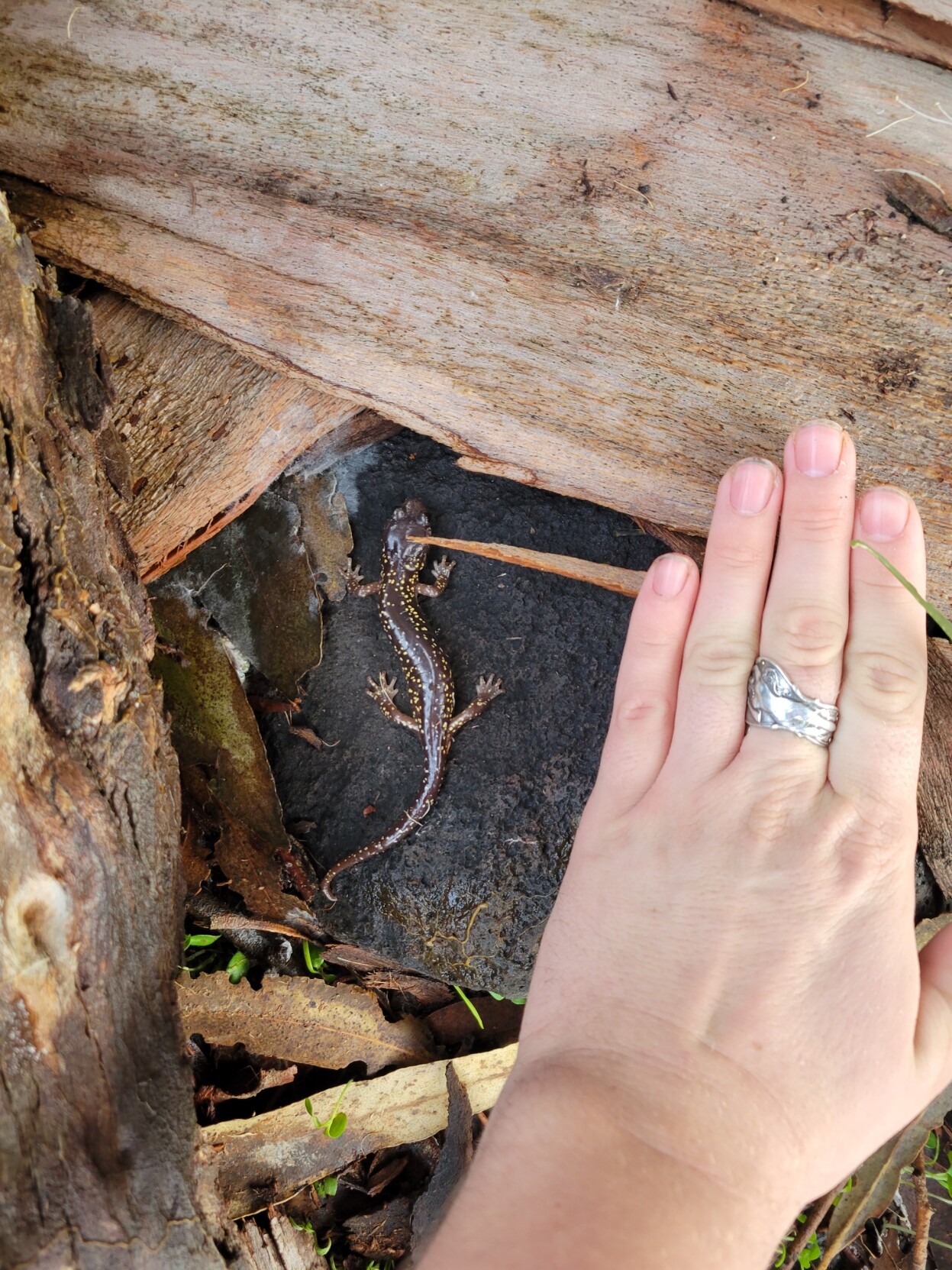 A large brown salamander with gold spots in the leaf litter, a hand for scale. It is nearly as long as the hand.