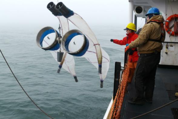 image/png two sets of paired nets linked together like Bongo drums are retrieved by two scientists off the side of a ship in foggy ocean conditions.
Photo from NOAA
https://www.fisheries.noaa.gov/science-blog/ecofoci-cruise-post-3
