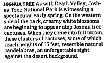 Screenshot text: JOSHUA TREE: As With Death Valley, Joshua Tree National Park is witnessing a spectacular early spring. On the western side of the park, creamy white blossoms are beginning to appear atop Joshua tree cactuses [ed note: JOSHUA TREES ARE NOT CACTUSES]. When they come into full bloom, these clusters of cactuses [STILL NOT CACTUSES], some of which reach heights of 15 feet, resemble natural candelabras, an unforgettable sight against the desert background. [This was written based on …