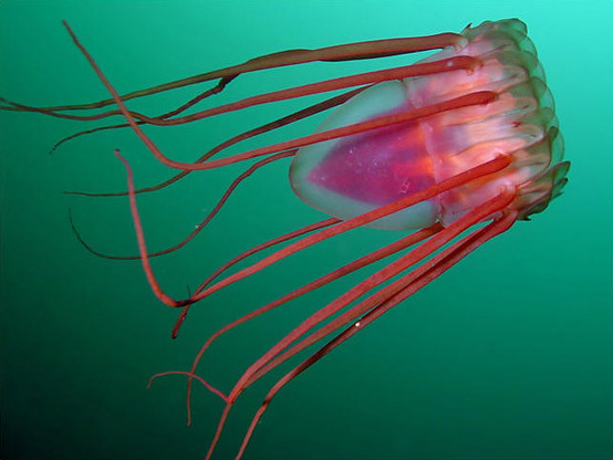 image/jpeg a rosy coloured hydrozoan jellyfish with a flat top and long trailing red tentacles drifts in green water.
Kåre Telnes
https://www.seawater.no/fauna/cnidaria/periphylla.html