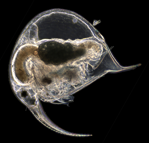 A microscope image of a crustacean zooplankton Bosmina which is round and has a long probosis extending downwards similar to the Mastodon logo.