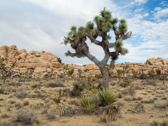 A Joshua tree with a tall trunk and a broad, nearly symmetrical crown of branches, in front of a wall-like formation of granite, under a cloud-swept blue sky