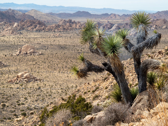 A Joshua tree on the side of a mountain, with a view down to a plain covered in in Joshua tree woodland, punctuated by big formations of granite
