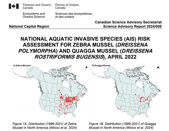 image/jpeg two figures of us and canada showing distributions of Zebra and Quagga mussels. Title reads 
Fisheries and Oceans Canada
National Capital Region
Canadian Science Advisory Secretariat
Science Advisory Report 2024/008
February 2024
NATIONAL AQUATIC INVASIVE SPECIES (AIS) RISK 
ASSESSMENT FOR ZEBRA MUSSEL (DREISSENA 
POLYMORPHA) AND QUAGGA MUSSEL (DREISSENA
ROSTRIFORMIS BUGENSIS), APRIL 2022