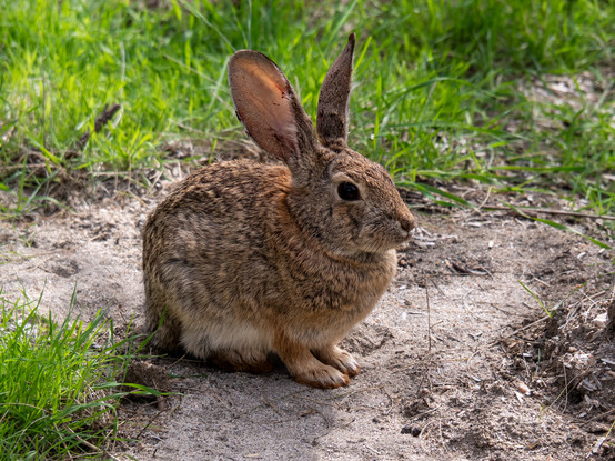 A brown rabbit sitting with forefeet together, ears alert, waiting to leap