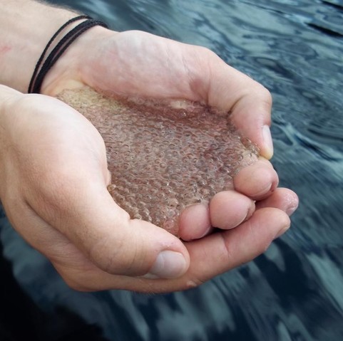 image/jpeg cupped hands hold a large number of jelly-like balls that resemble fish eggs. Photo from Andrew Tanentzap.