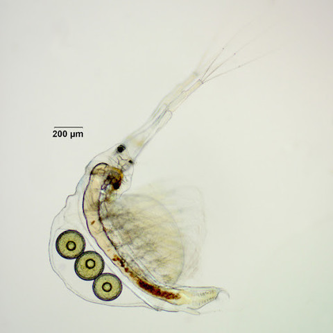 image/jpeg a transparent crustacean zooplankton with darkened gut and eye-spot with 3 green eggs. Long antennae extend in front. Size bar suggests it is about 2mm long.

http://cfb.unh.edu/cfbkey/html/Organisms/CCladocera/FHolopedidae/GHolopedium/Holopedium_gibberum/holopediumgibberum.html