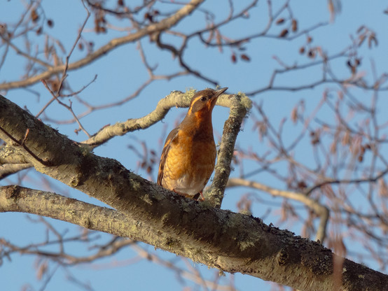 A thrush with sunset-orange and gray-blue plumage on an alder branch, craning its neck to eye the camera and/or photographer