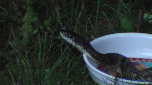 A dark snake with a light underside lifts its head out of a cat dish after drinking some water.