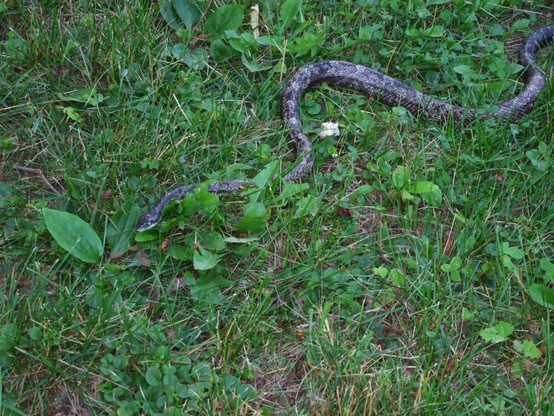 A photo of a snake traveling through the grass lawn. It has a mottled patterned top and light underside.