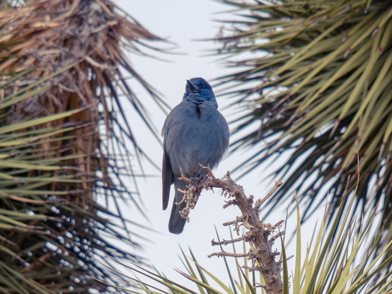 A midsize corvid with nearly solid blue plumage, perched on a dried out inflorescence stalk of a Joshua tree, framed by the bladelike leaves